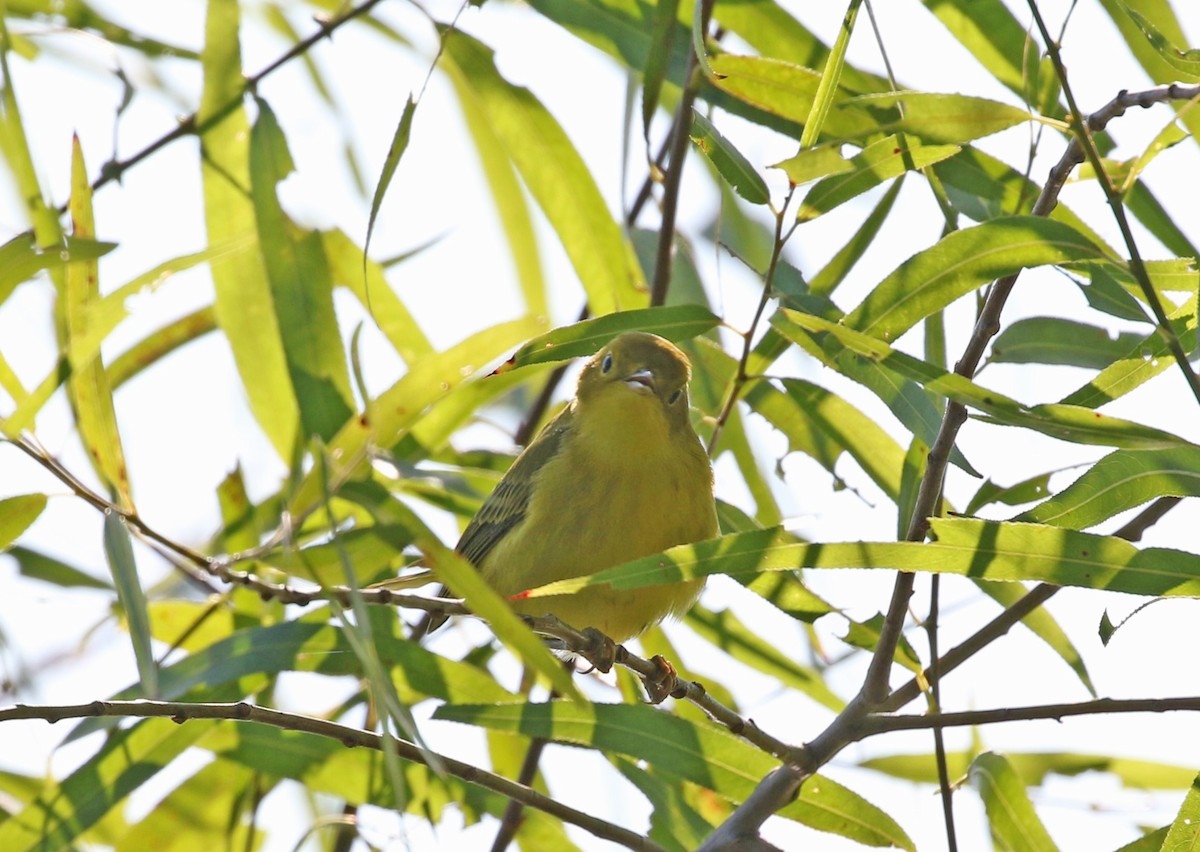 Yellow Warbler - ML608356330