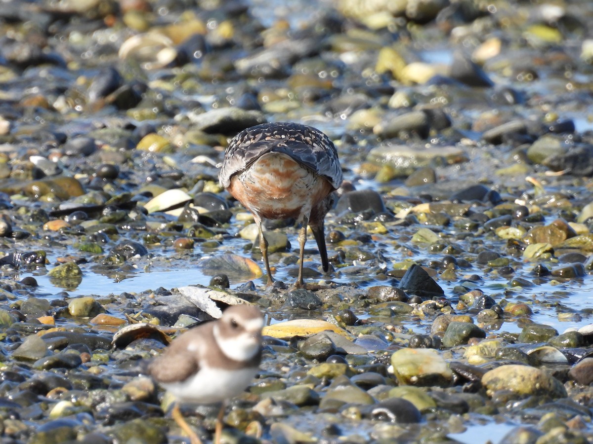 Red Knot - ML608356337