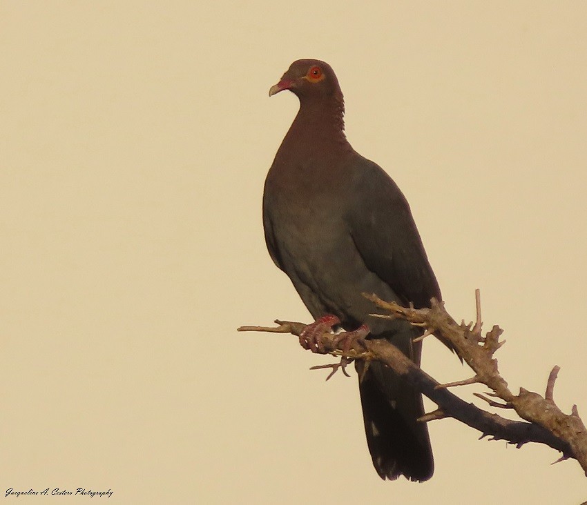 Scaly-naped Pigeon - Jacqueline A Cestero Nature Explorers Anguilla Team