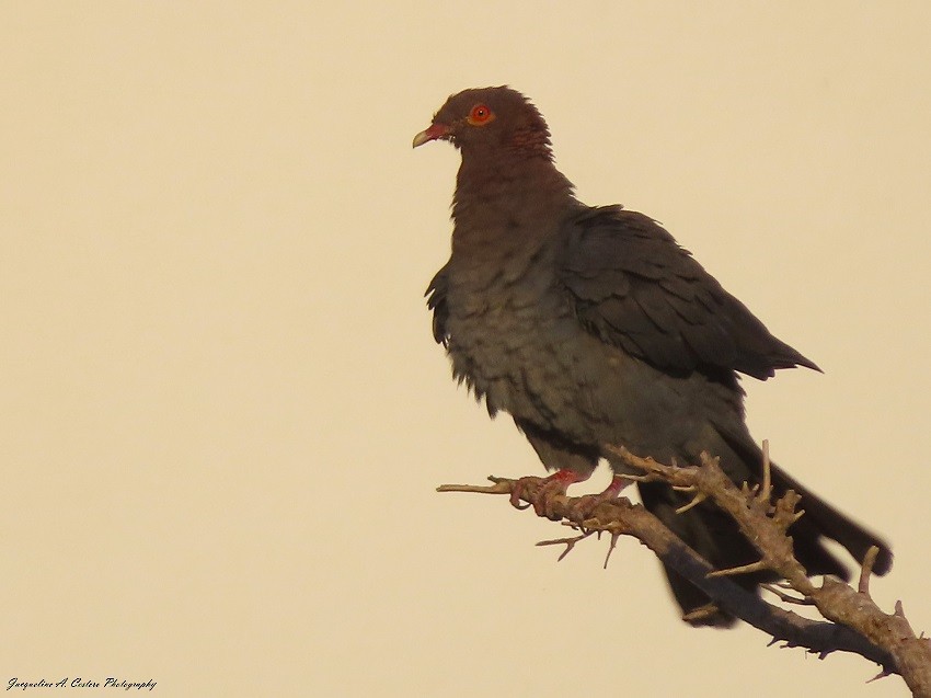 Scaly-naped Pigeon - ML608356340
