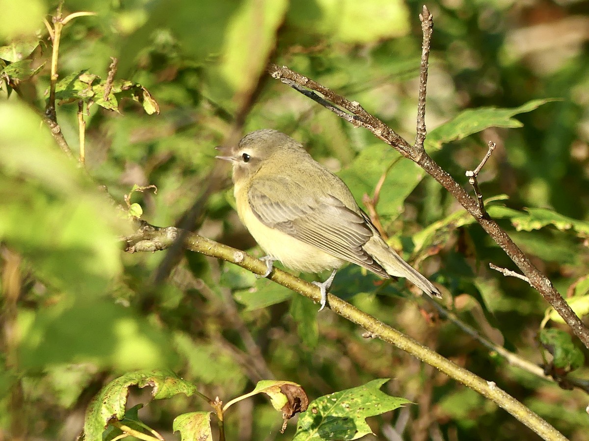 Vireo de Filadelfia - ML608356349