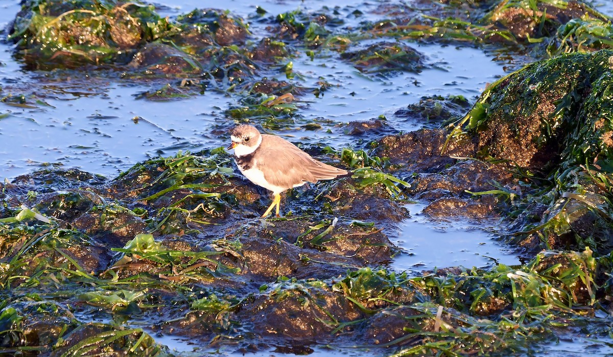 Semipalmated Plover - ML608356385
