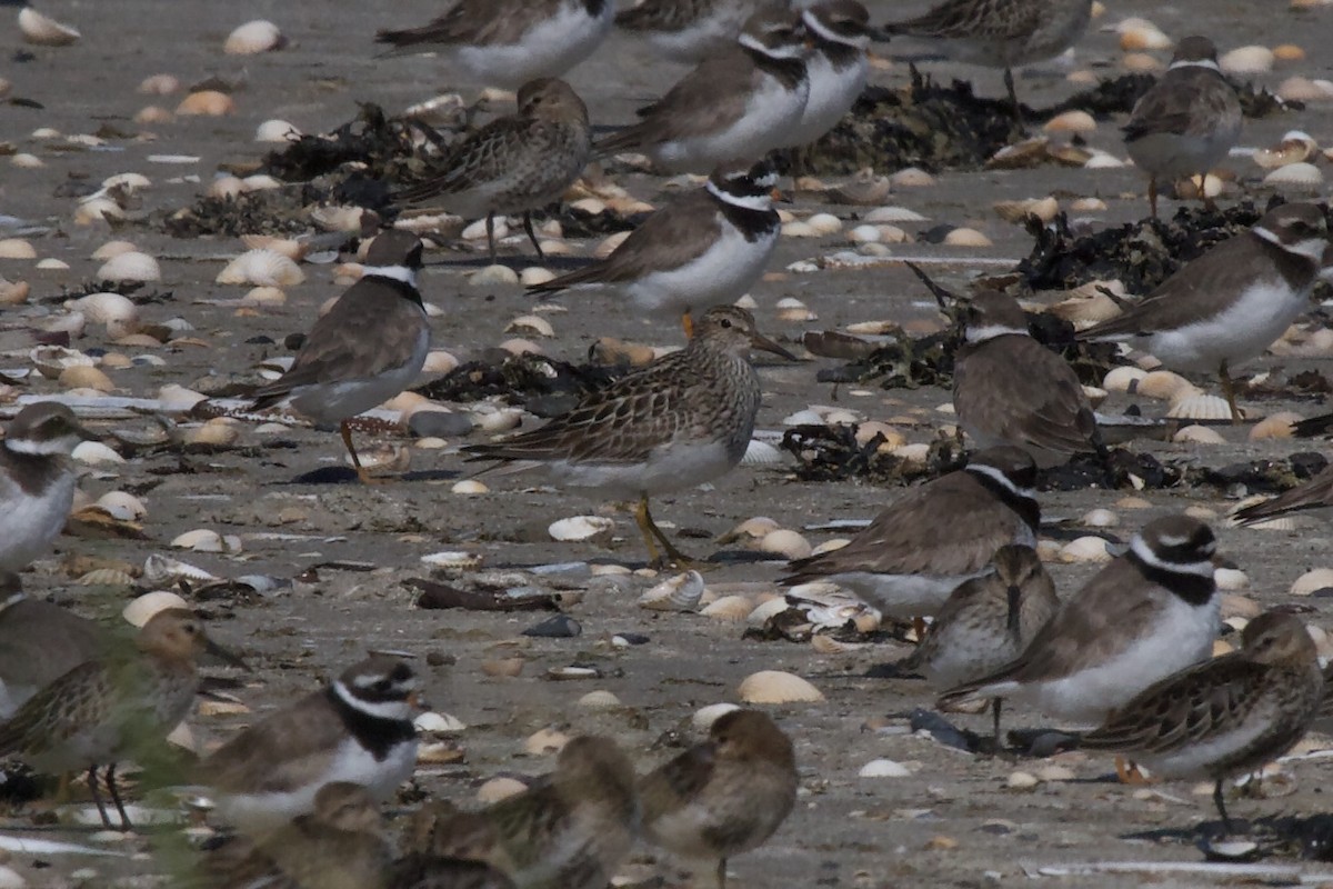 Pectoral Sandpiper - ML608356473