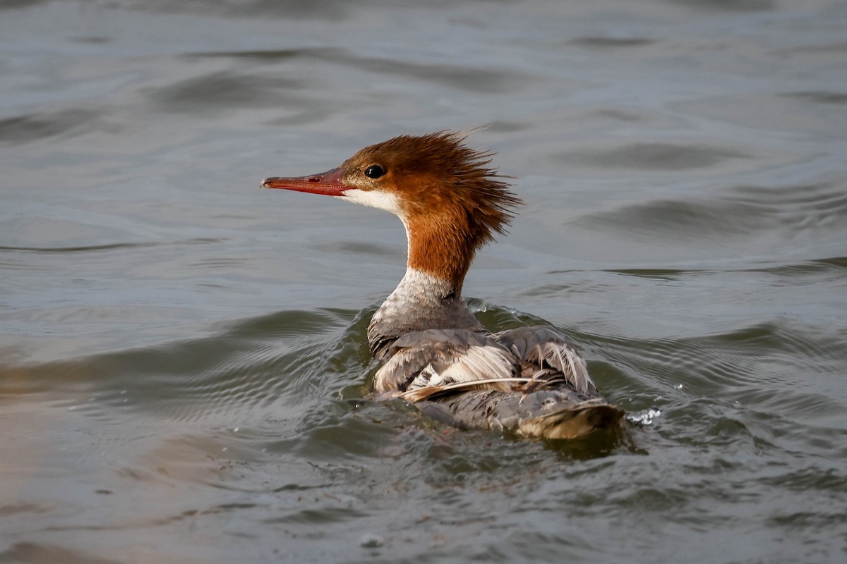 Büyük Tarakdiş - ML608356496