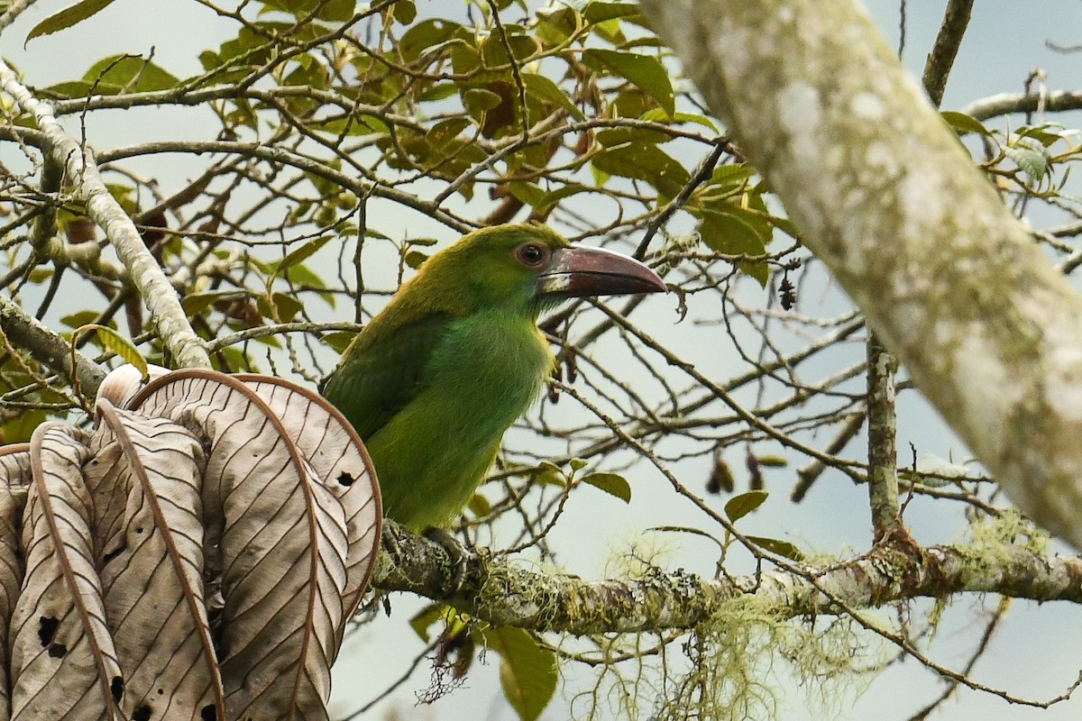 Crimson-rumped Toucanet - ML608356516