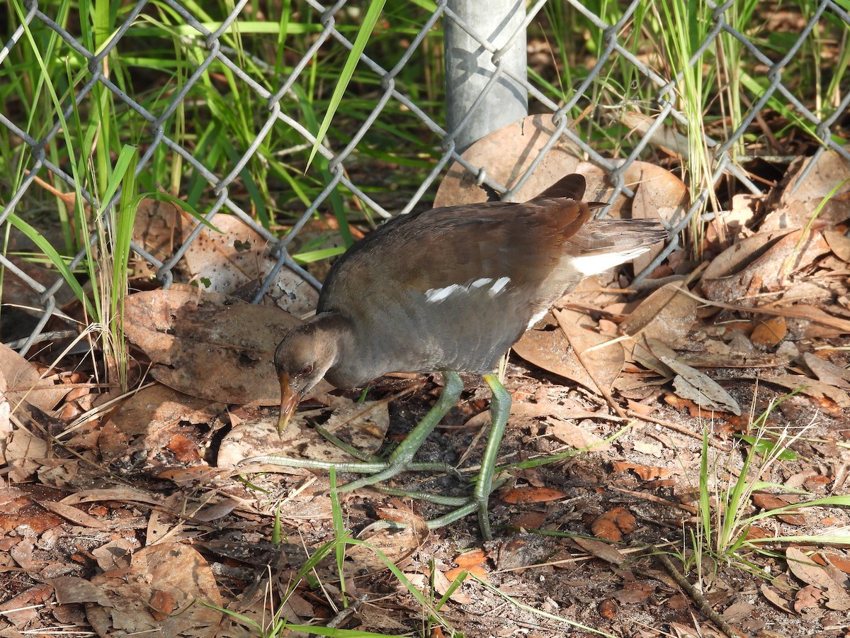 Common Gallinule - ML608356526