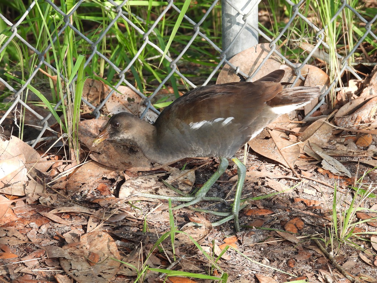 Common Gallinule - ML608356527