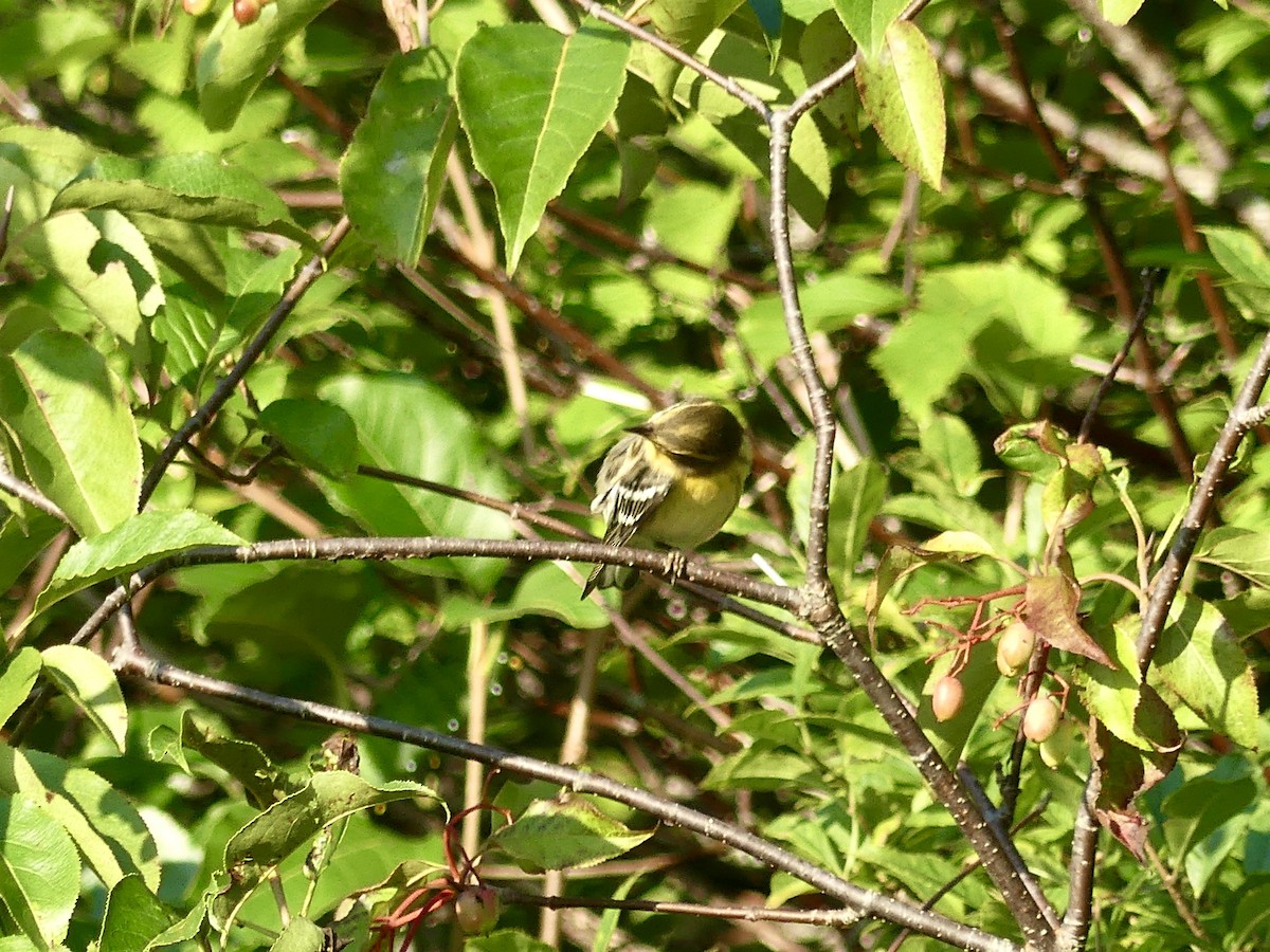 Blackburnian Warbler - ML608356583