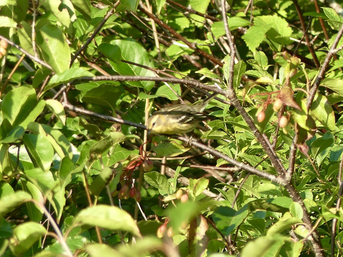 Blackburnian Warbler - ML608356586