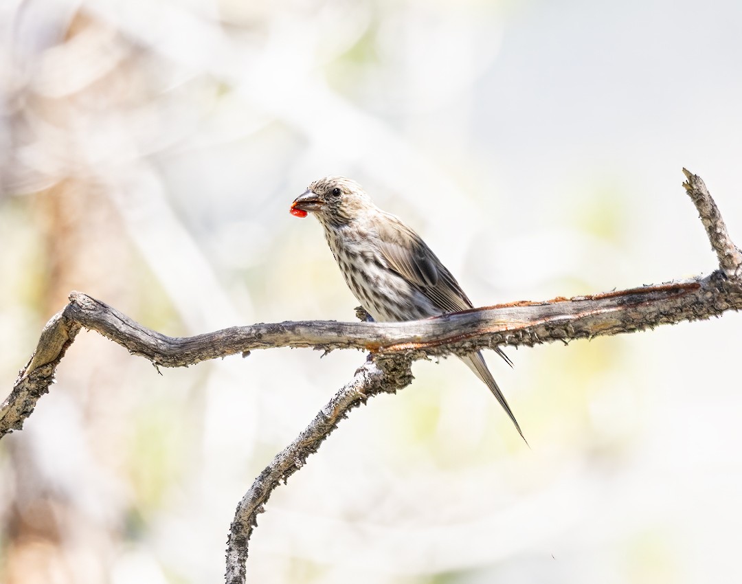 Cassin's Finch - Eric Dyck