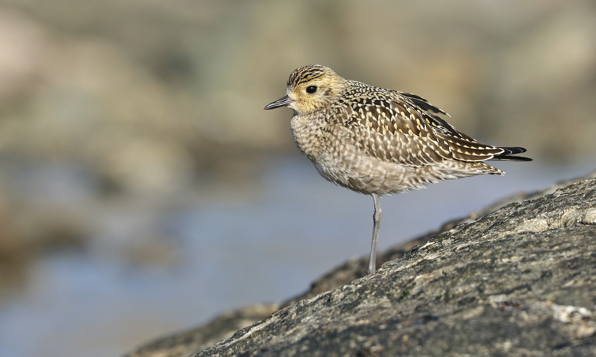 Pacific Golden-Plover - Evan Larson