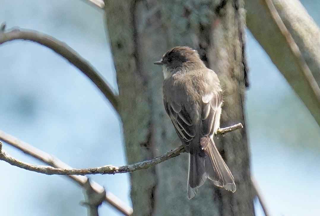 Eastern Phoebe - ML608356640