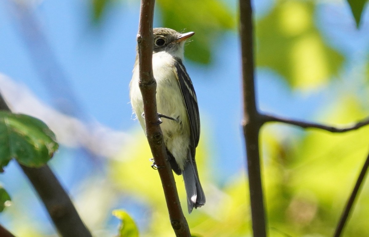 Least Flycatcher - ML608356649