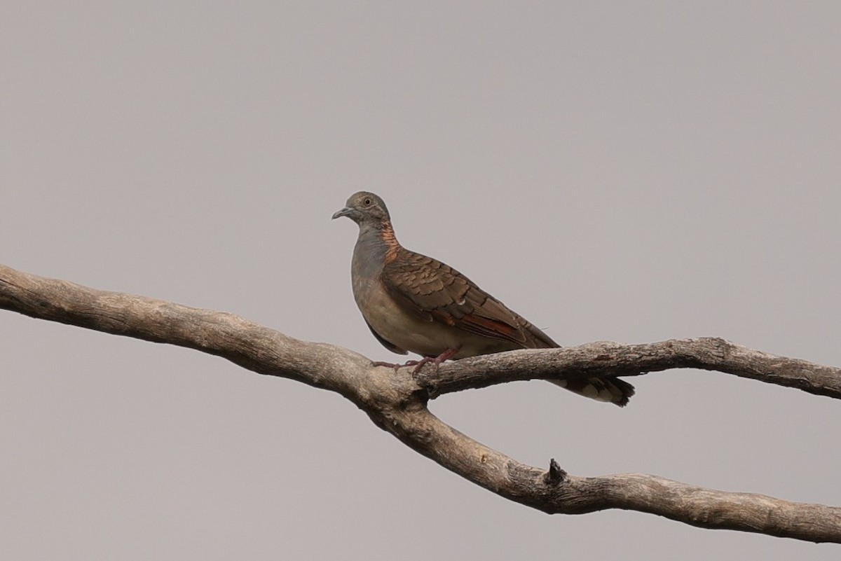 Bar-shouldered Dove - Kylie-Anne Cramsie