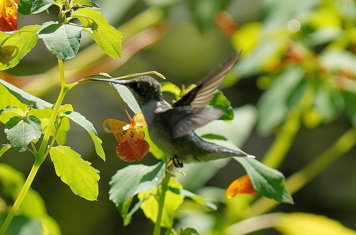Ruby-throated Hummingbird - Dennis Mersky