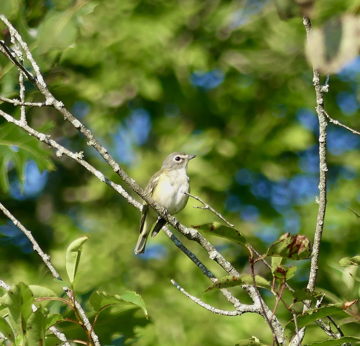 Blue-headed Vireo - ML608356768