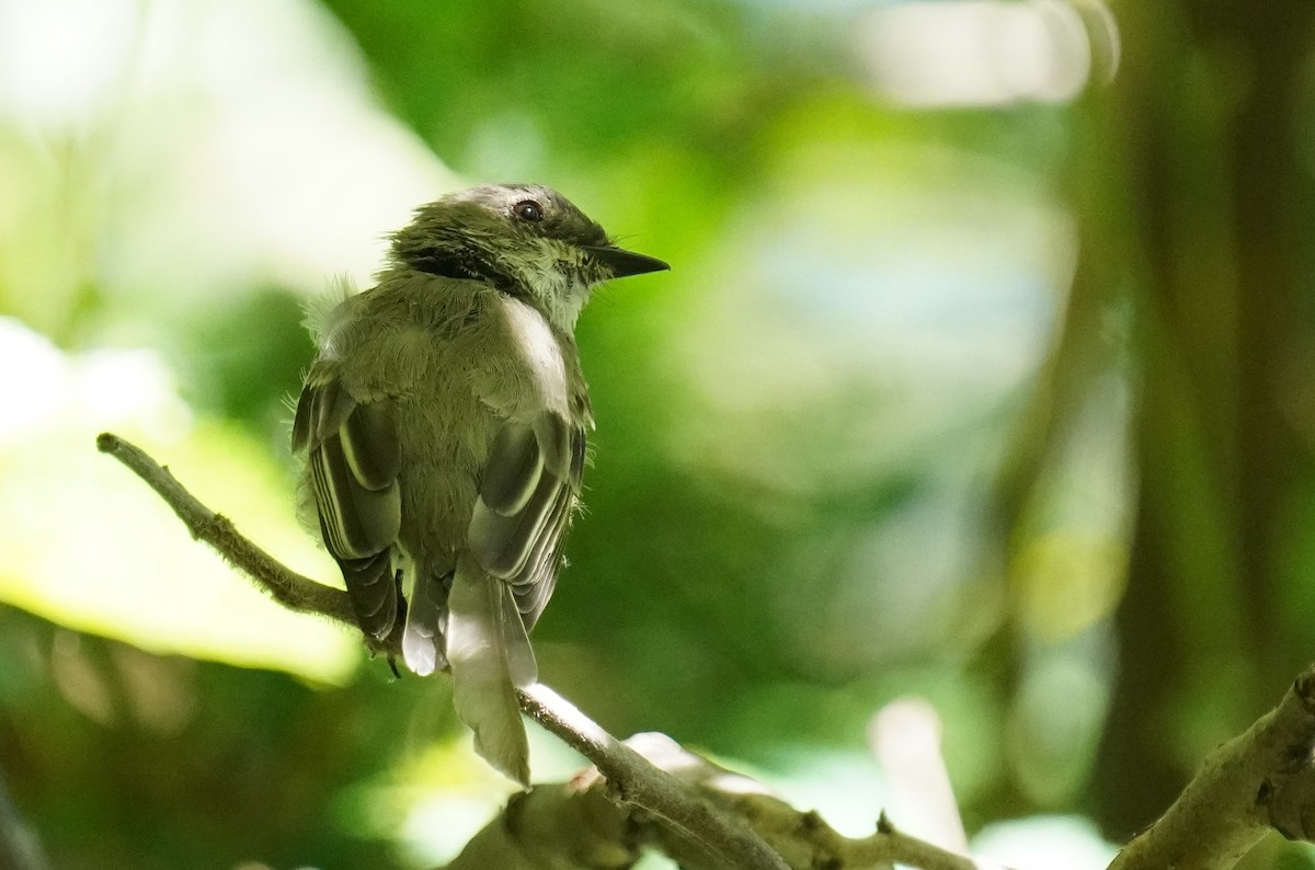 Eastern Phoebe - ML608356795