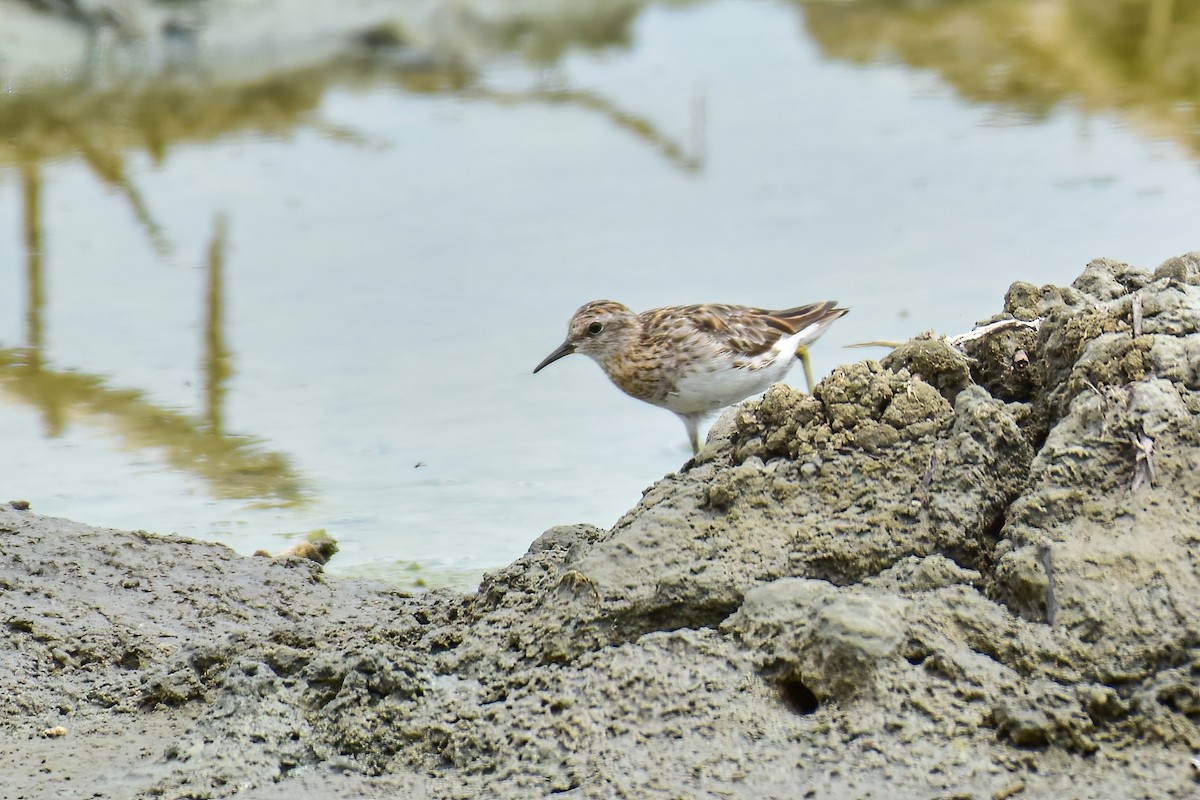 rødstrupesnipe - ML608356925