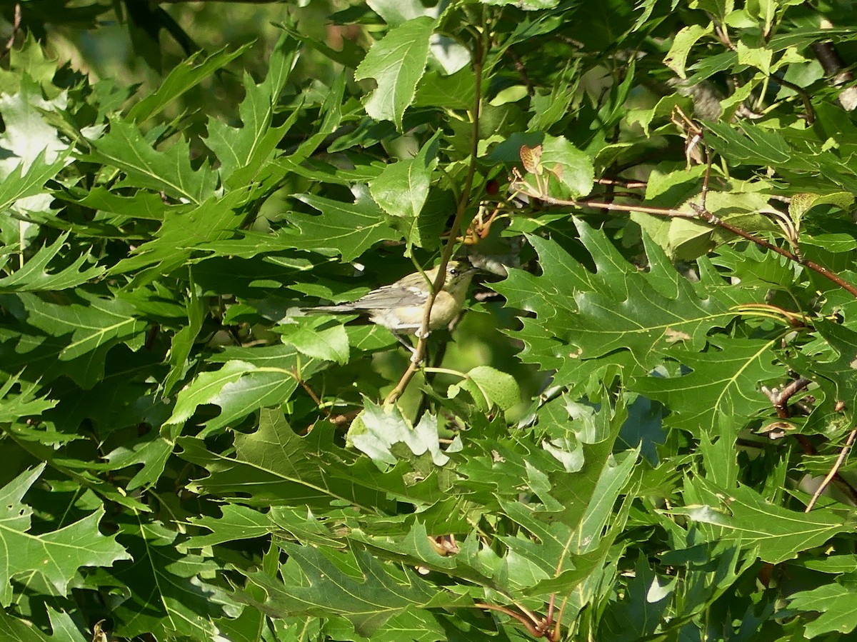 Bay-breasted Warbler - ML608356946