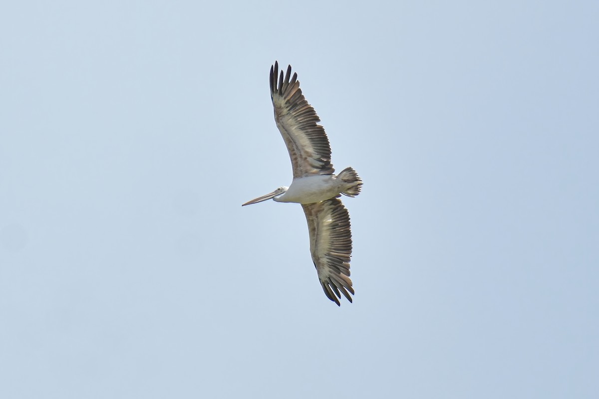 Spot-billed Pelican - Thitiphon Wongkalasin