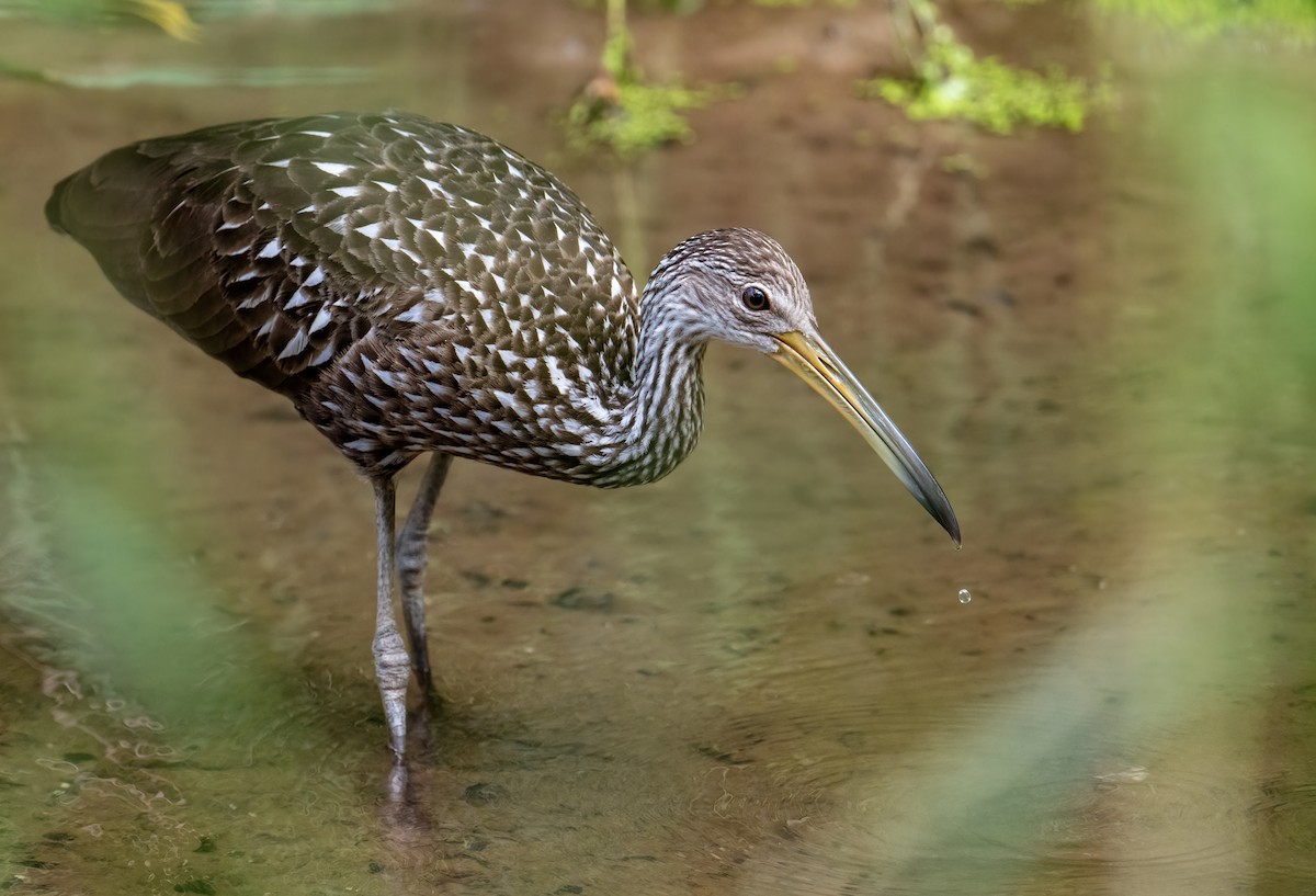 Limpkin - ML608357100