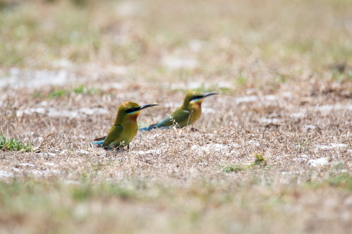 Blue-tailed Bee-eater - ML608357135