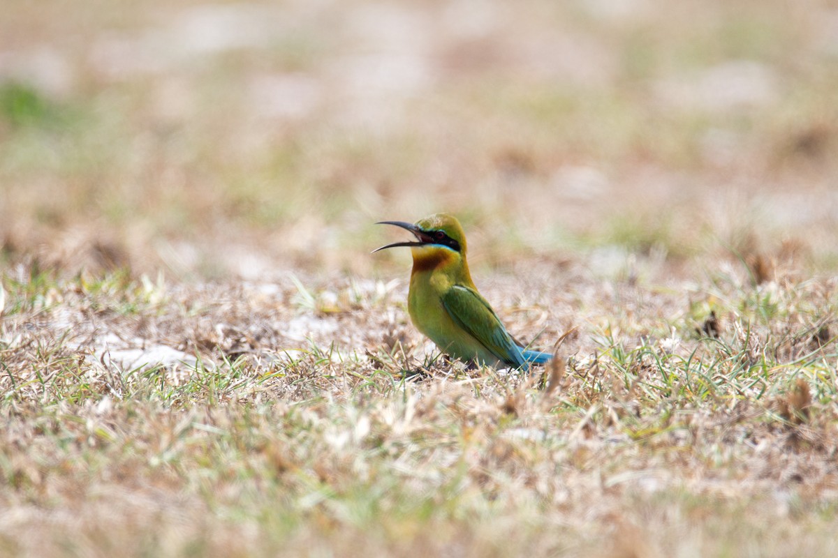 Blue-tailed Bee-eater - ML608357136
