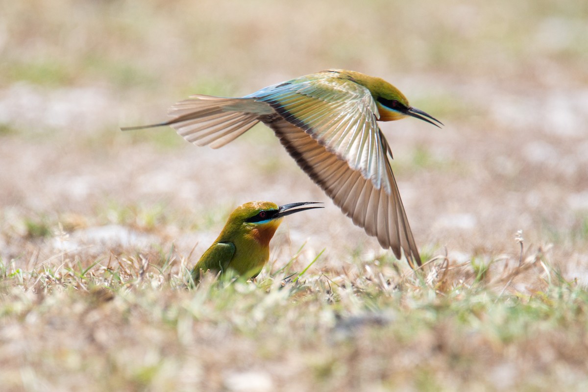 Blue-tailed Bee-eater - ML608357137