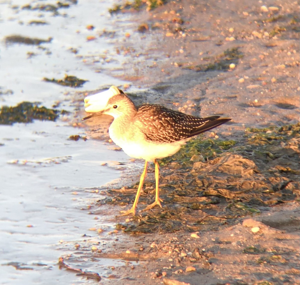 Lesser Yellowlegs - ML608357330