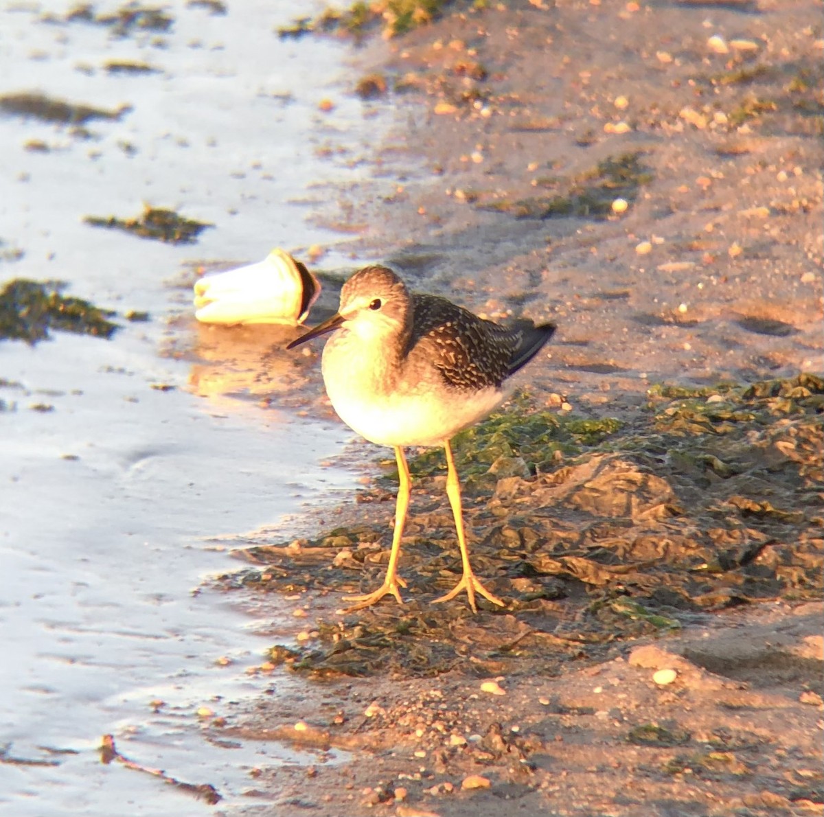 Lesser Yellowlegs - ML608357331