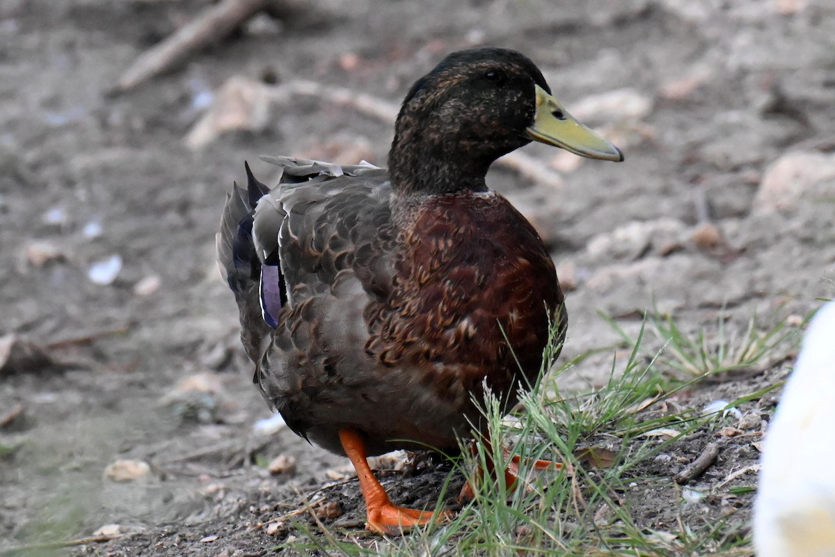 Mallard (Domestic type) - Ashok Kolluru