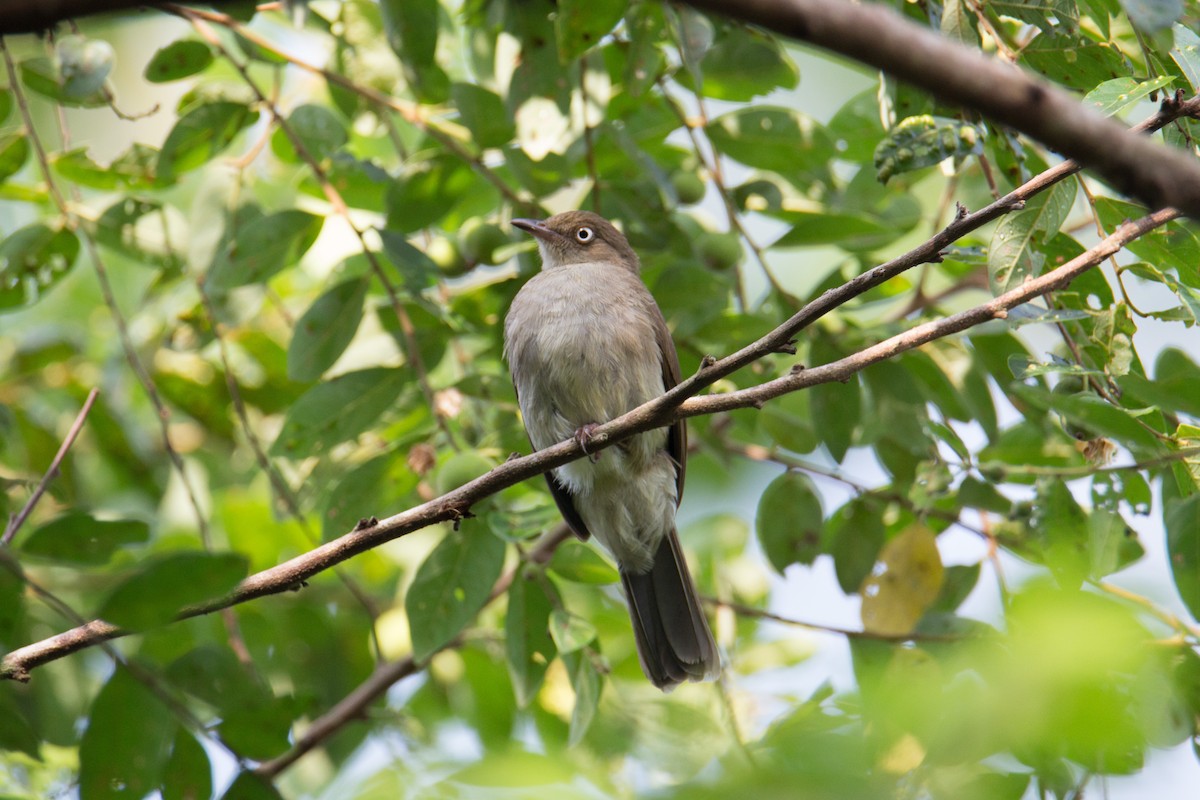 Cream-vented Bulbul - ML608357388