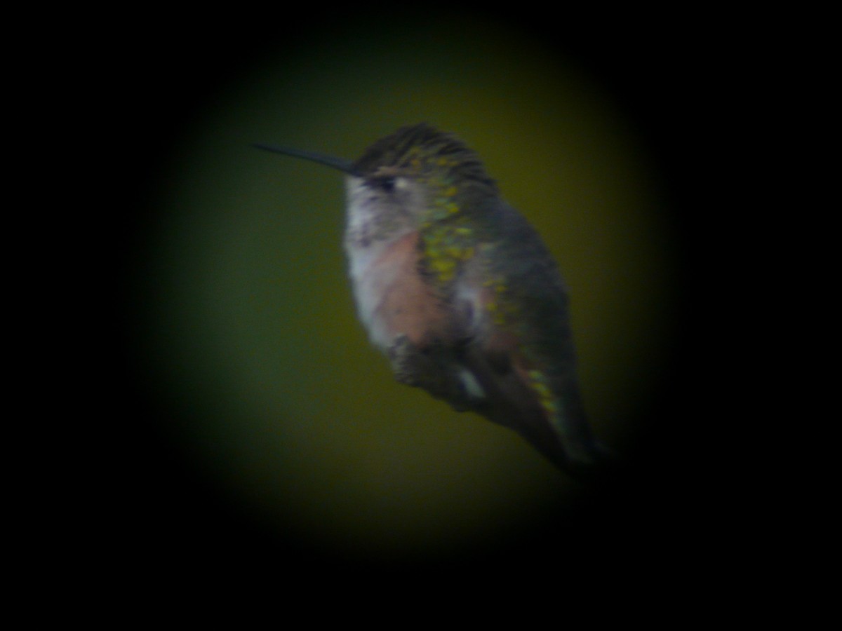 Rufous Hummingbird - ML608357400