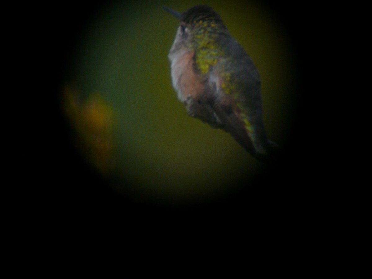 Rufous Hummingbird - Courtney Englar