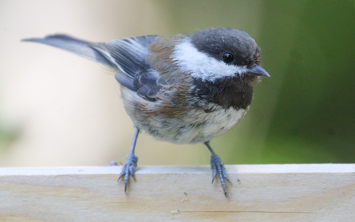 Chestnut-backed Chickadee - ML608357448