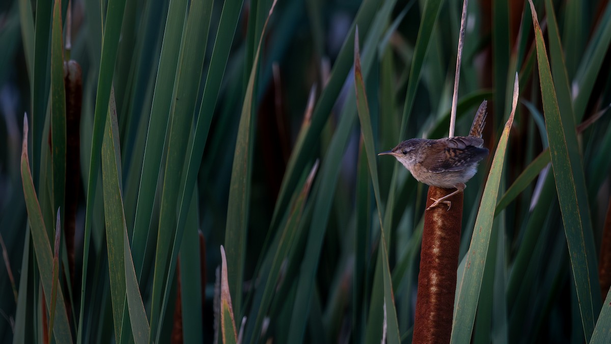 Marsh Wren - ML608357455