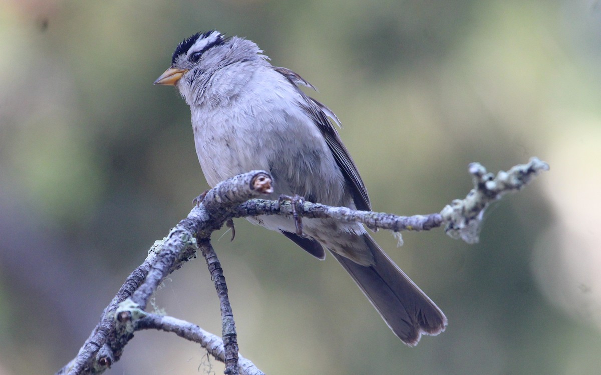 White-crowned Sparrow - Jonny Sperling