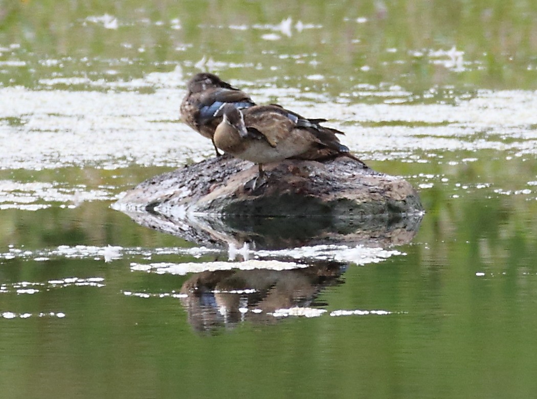 Wood Duck - ML608357475