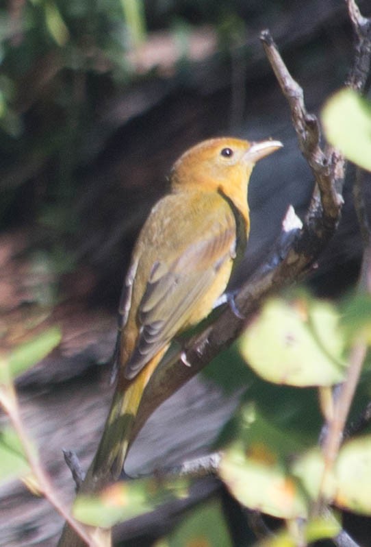 Summer Tanager - ML608357479