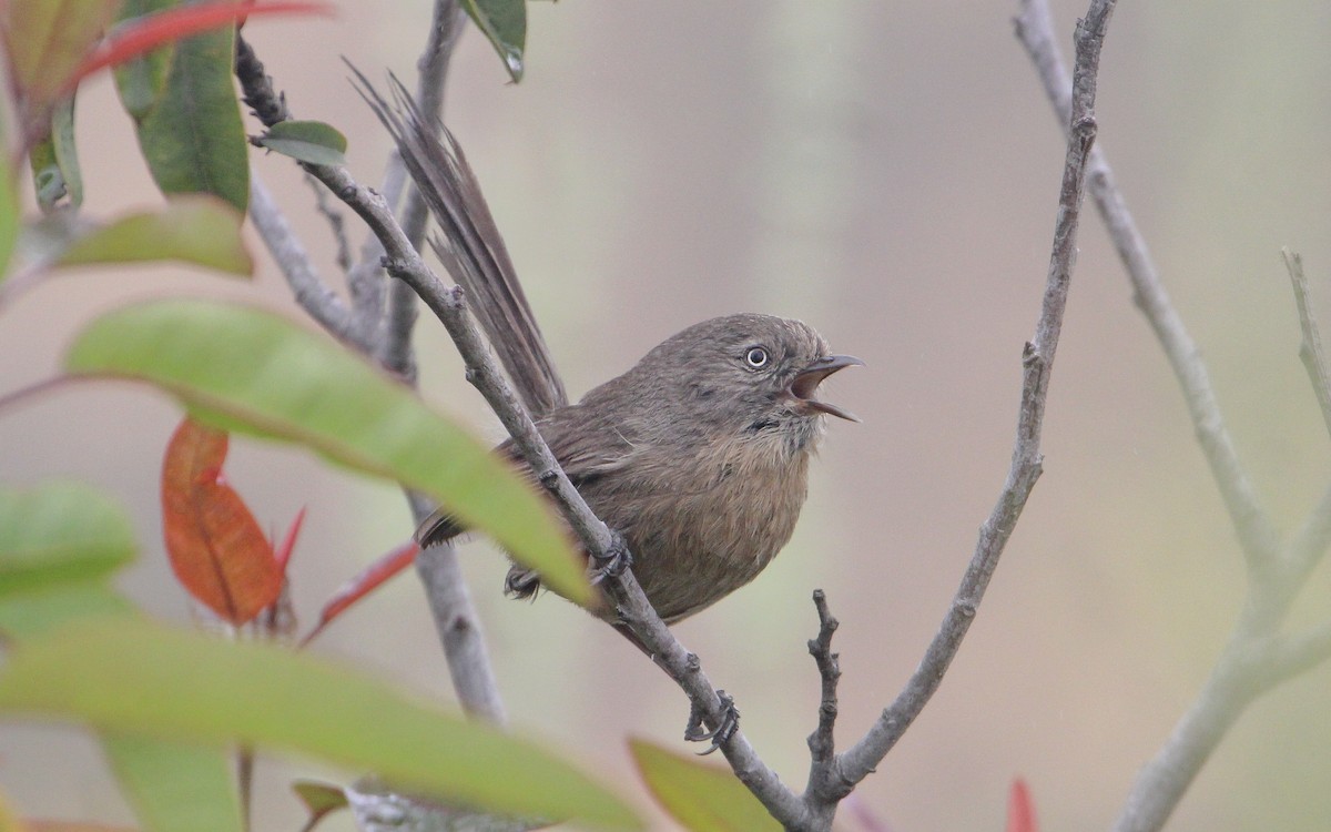 Wrentit - ML608357524