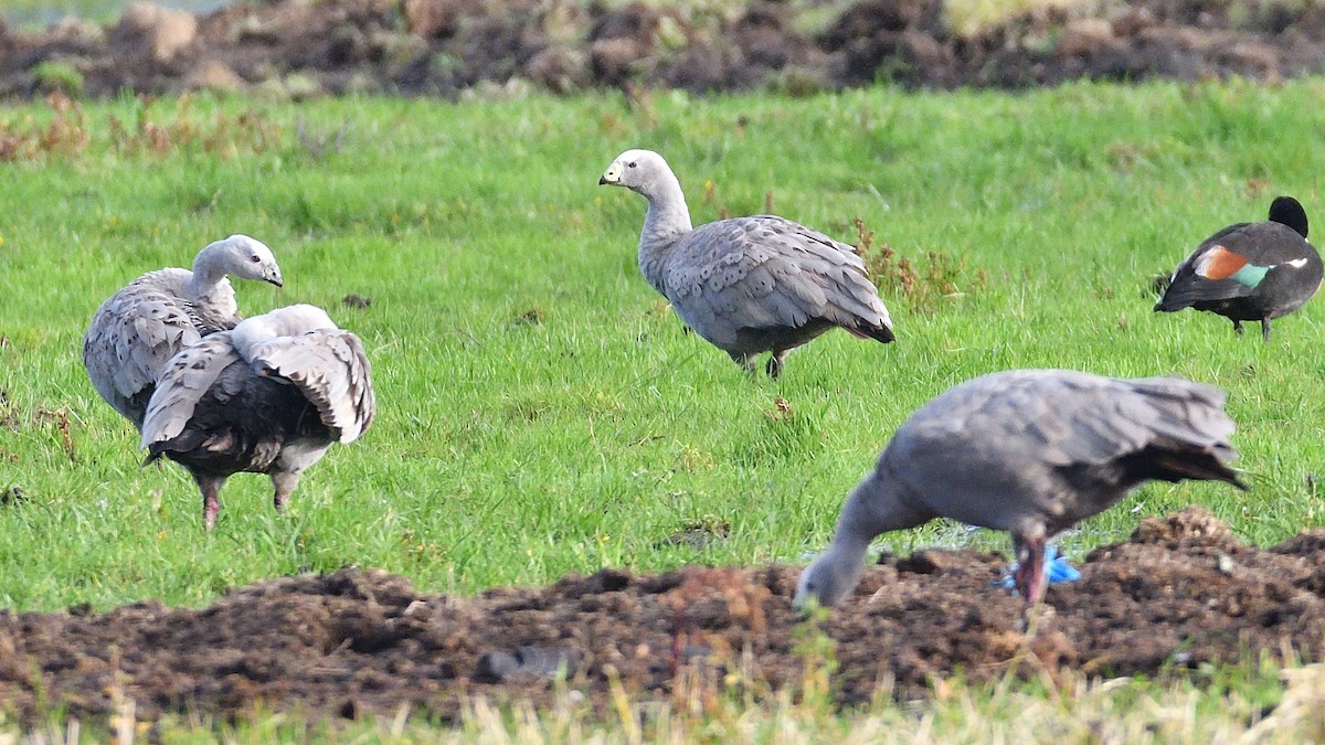 Cape Barren Goose - ML608357647