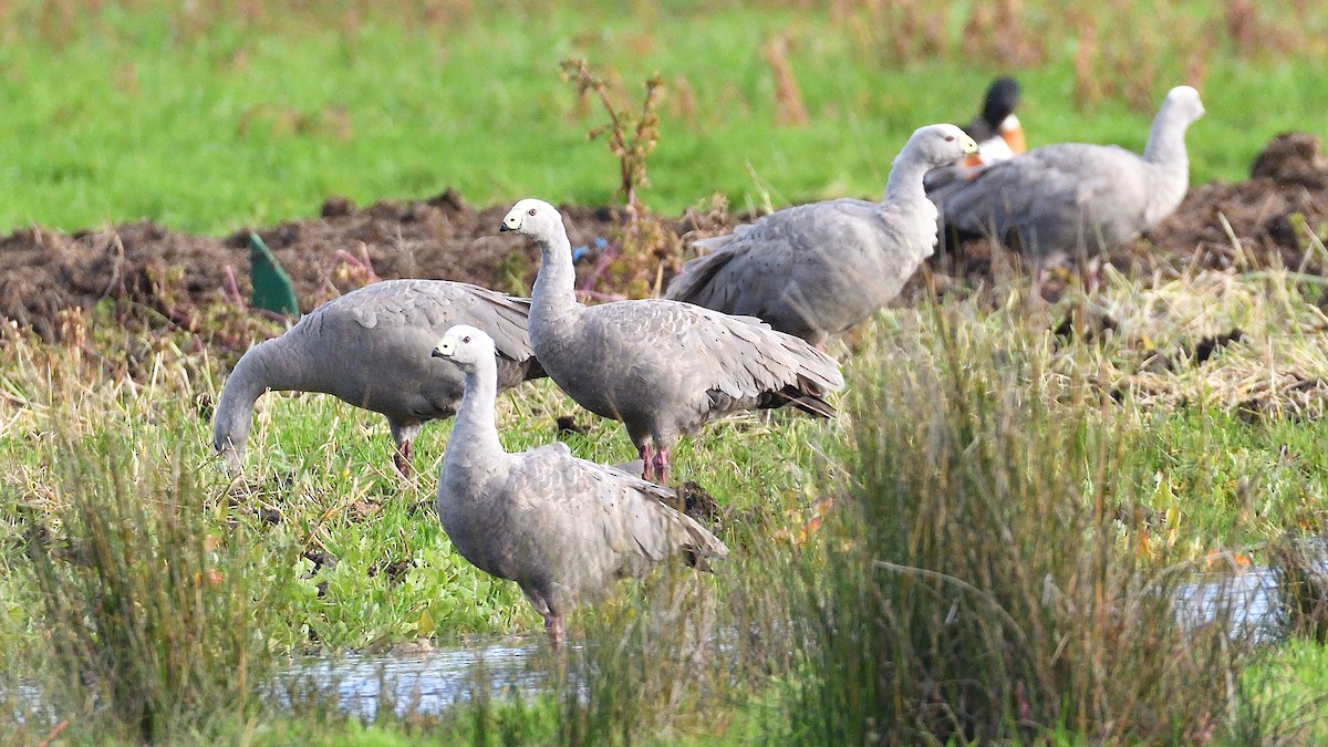 Cape Barren Goose - ML608357656