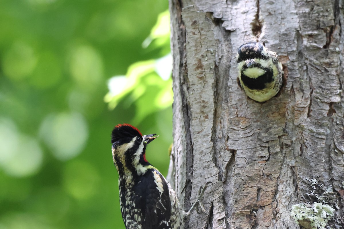 Yellow-bellied Sapsucker - ML608357665