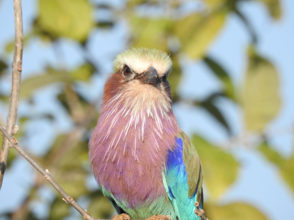 Lilac-breasted Roller - ML608357668