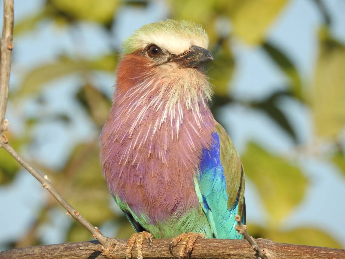 Lilac-breasted Roller - ML608357669