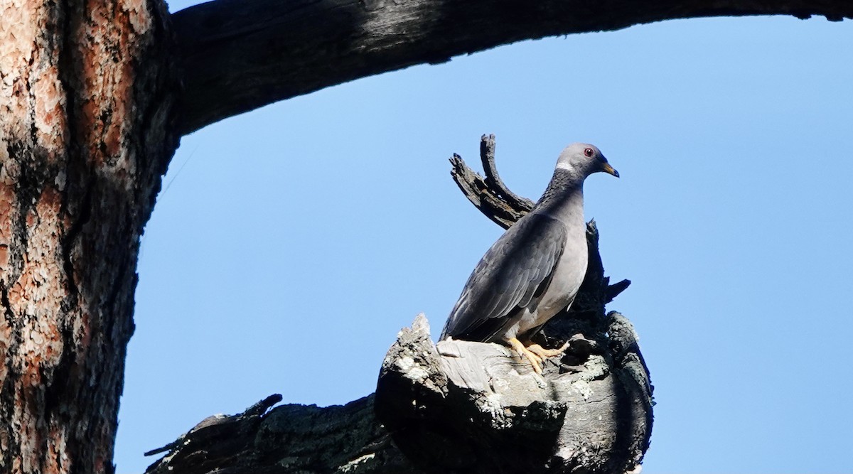 Band-tailed Pigeon - ML608357845