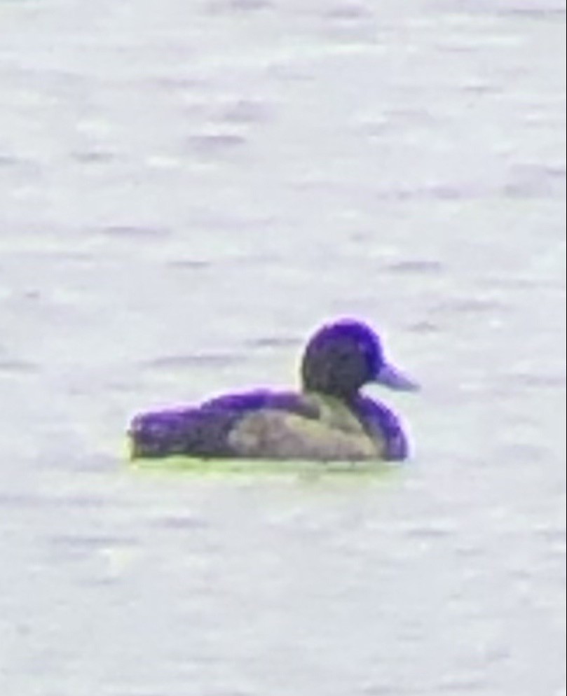 Greater Scaup - ML608357882