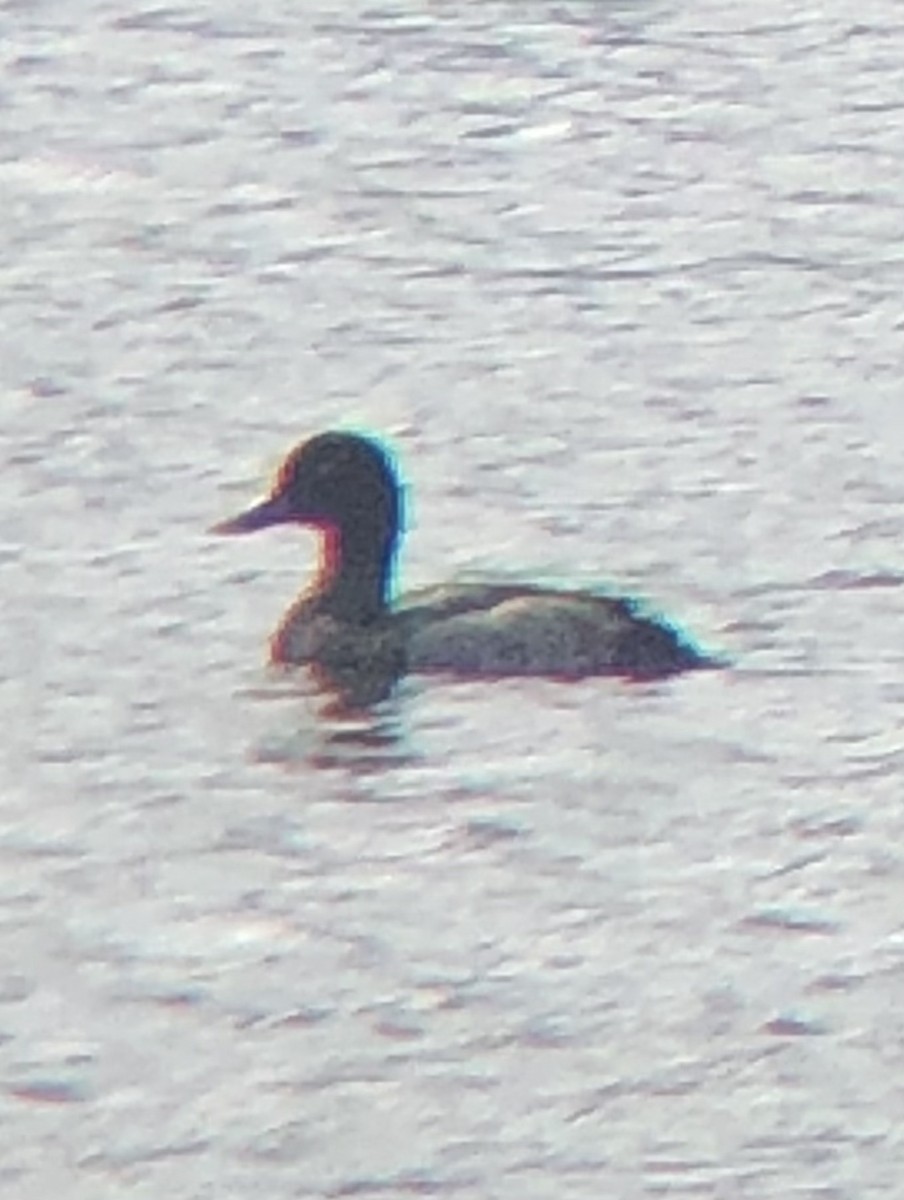 Greater Scaup - ML608357883