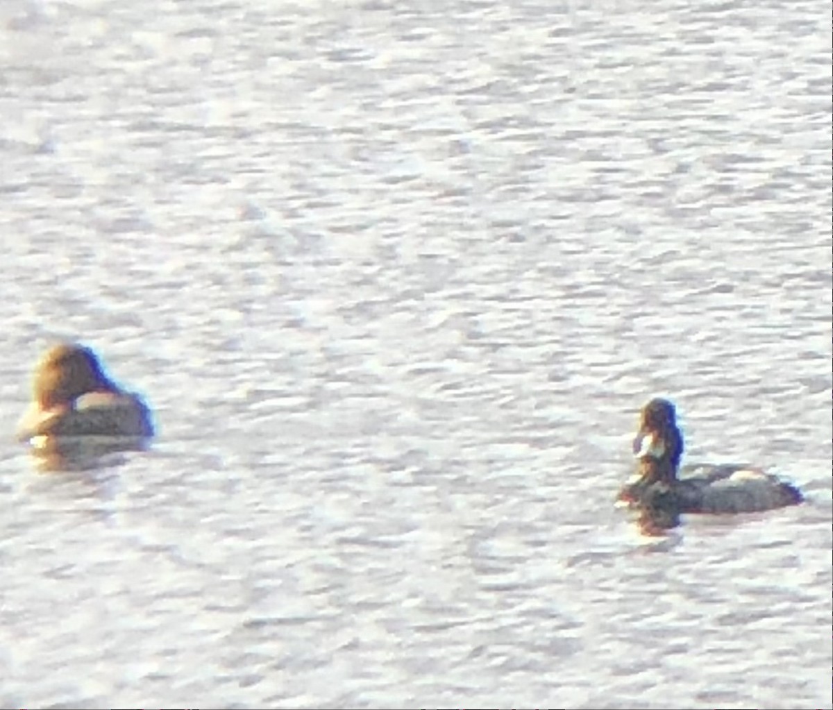 Greater Scaup - ML608357893