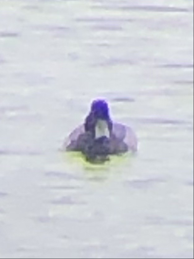 Greater Scaup - ML608357894